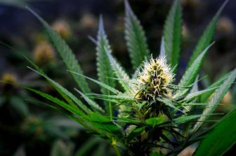 MediPharm Labs Responds to Dissident Shareholder’s Filing