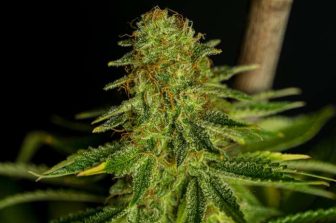Greenway Provides Cultivation and Market Update