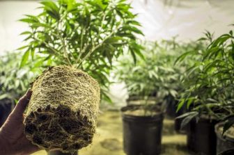 New Curaleaf Branded Dispensary Opens in New Albany, Ohio, in Partnership with RC Retail 2