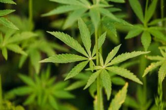 Mfused Expands Through Strategic Partnership with Curio Wellness