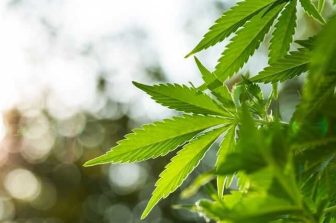 Aurora Expands Leading Portfolio of High-Potency Medical Flower Products in Poland