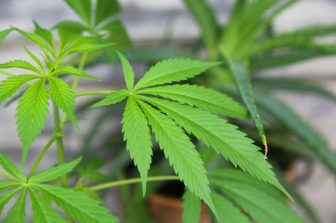 The American Legion National Commander Joins President Trump for Executive Order Reclassifying Cannabis