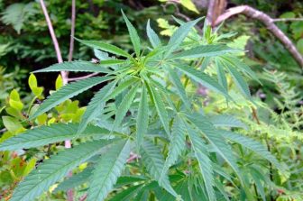 Ayurcann Obtains Creditor Protection to Pursue Restructuring and Sales Process