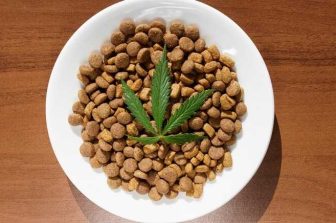 Seed Junky Genetics Announces Exclusive Arizona Licensing Agreement with Halo Cannabis