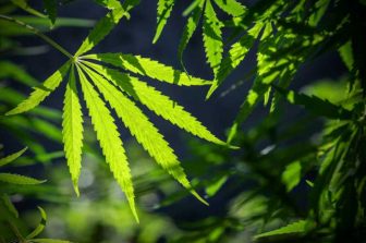 Seed Junky Genetics Founder JBeezy Announces Return of the MINNTZ® Brand