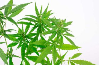 Auxly Announces Normal Course Issuer Bid