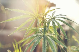 Planted Provisioning Welcomes Northfield Township Approval of Extended Cannabis Delivery Hours
