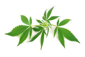 Trulieve to Open Medical Cannabis Dispensary in Tallahassee, Florida