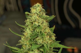 LeafLink’s 2026 Wholesale Cannabis Pricing Guide Now Available