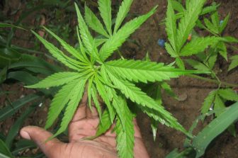 Patient First Coalition Supports DEA’s Medical Cannabis Review Process Providing Experts Advocating for Schedule III Transition Moritorium – Supporting Medical