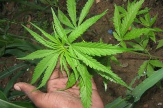 Organic Payment Gateways Predicts a Wave of Ketamine Clinics Seeking Stable Payment Processing